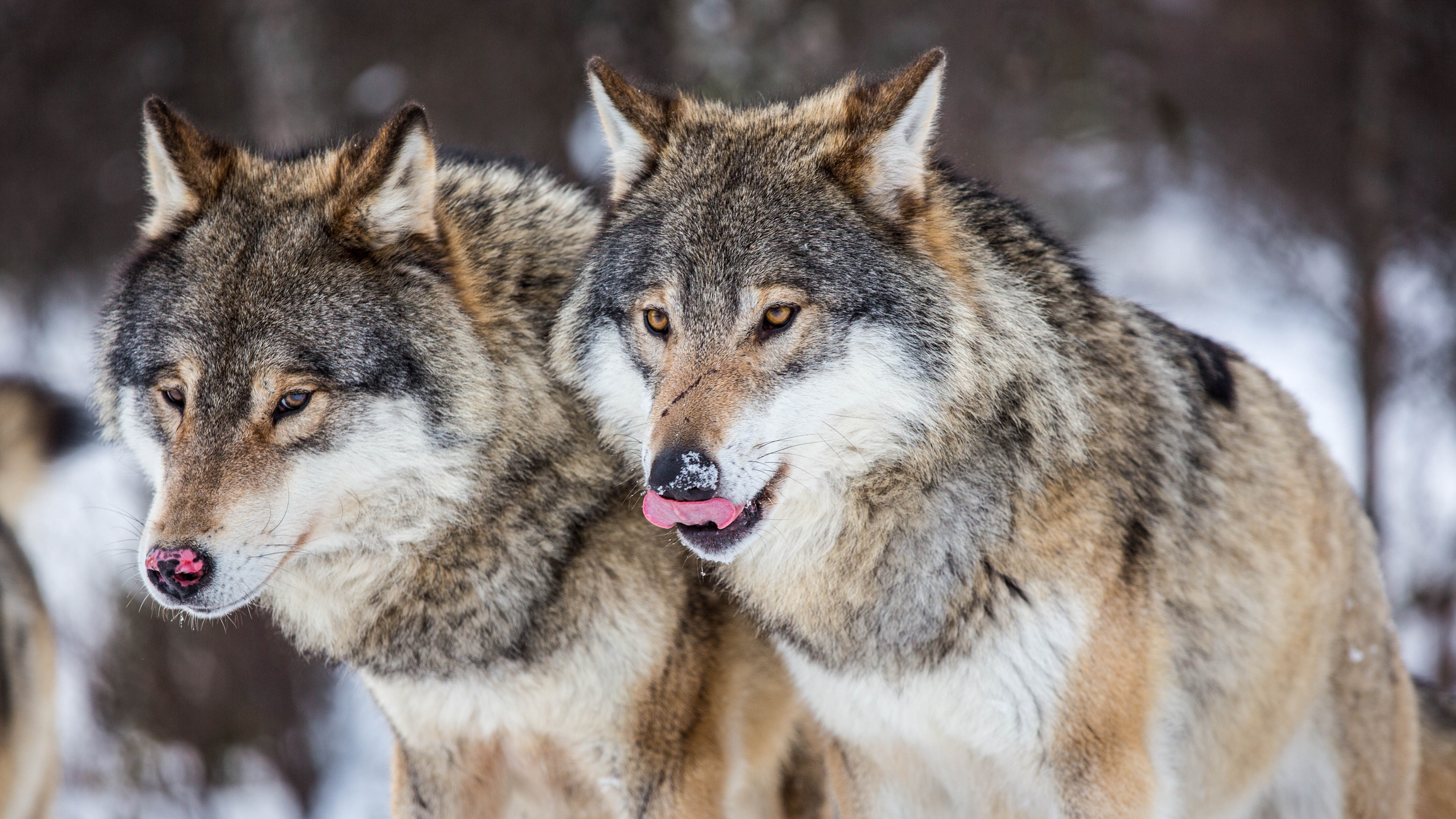 Et ulvepar i Langedrag naturpark -
Foto: Getty Images