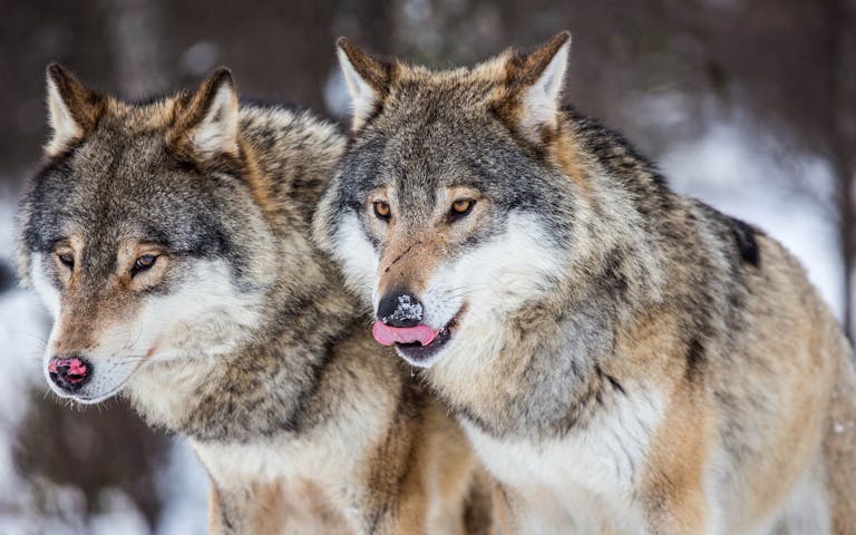 Et ulvepar i Langedrag naturpark -
Foto: Getty Images