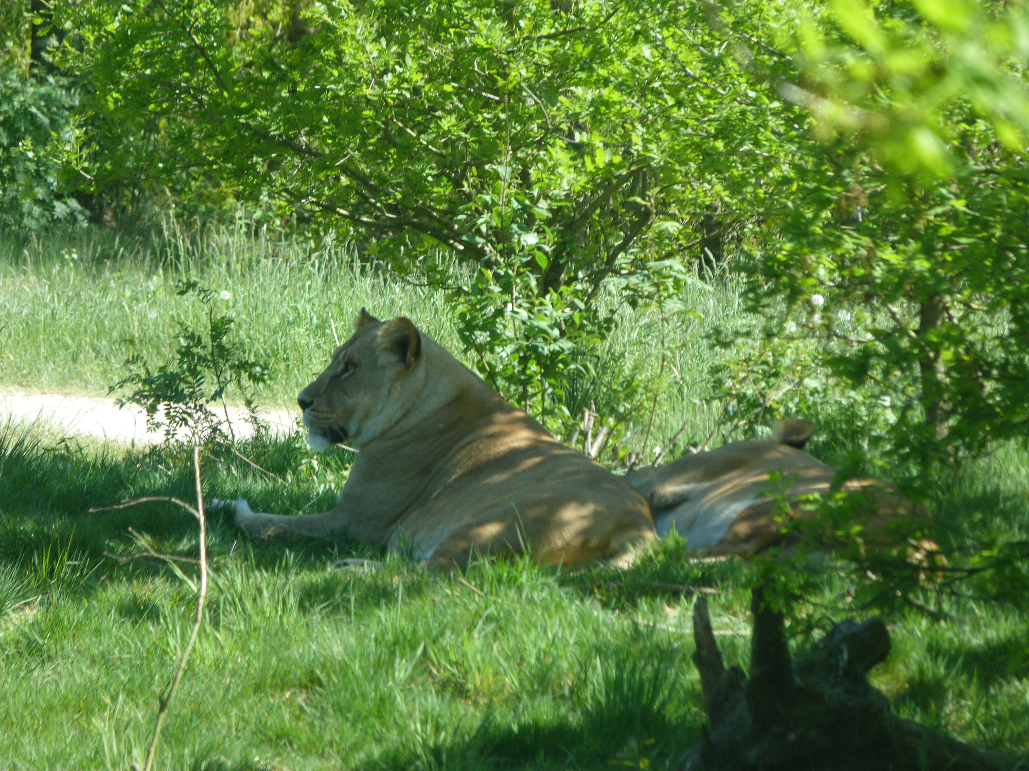 Opplev løver på nært hold i Løveparken, Danmark - Foto: Getty Images