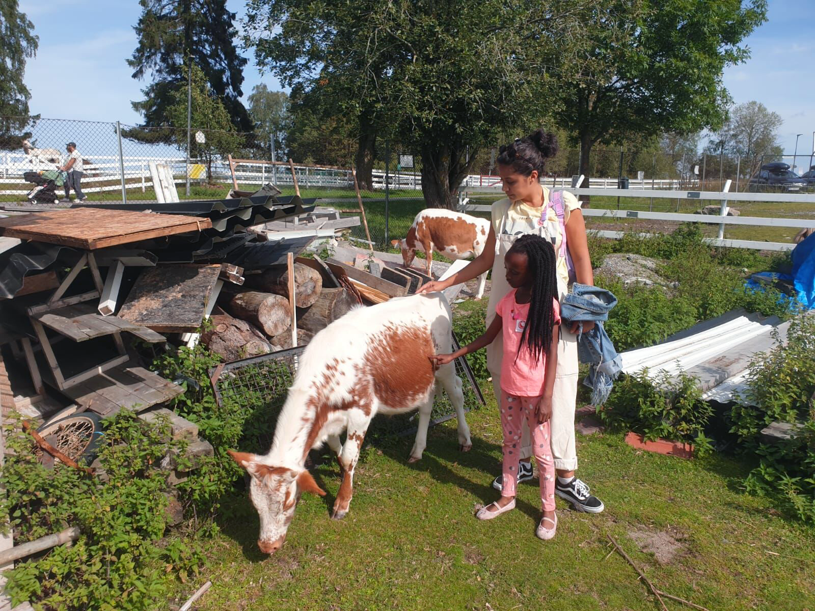 Kuene på Ekeberg gård i Oslo -
Foto: Sara-Louise Mahgoub