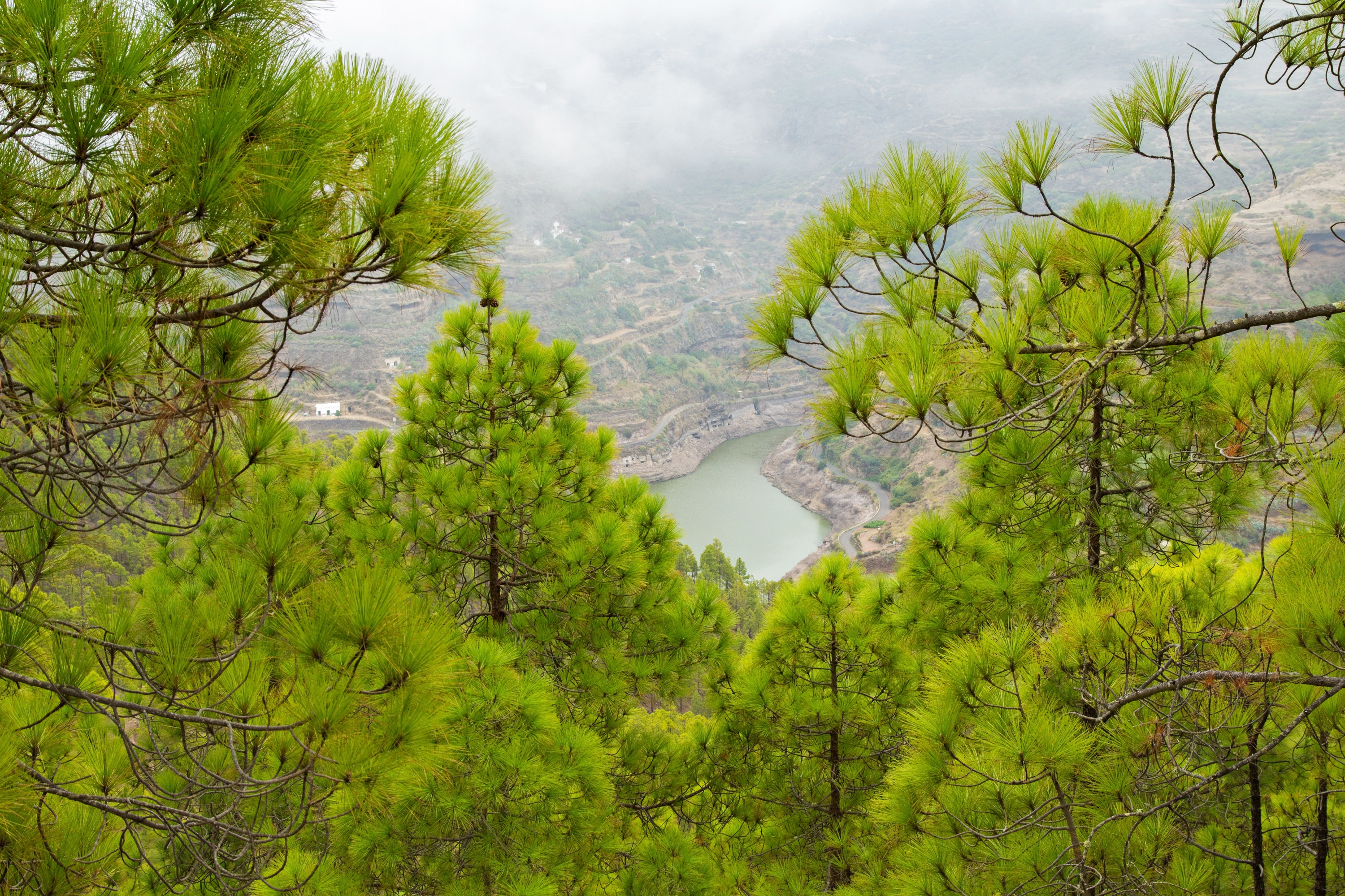 Pinjeskogen i Tamadaba nasjonalpart på Gran Canaria - Foto: Getty Images