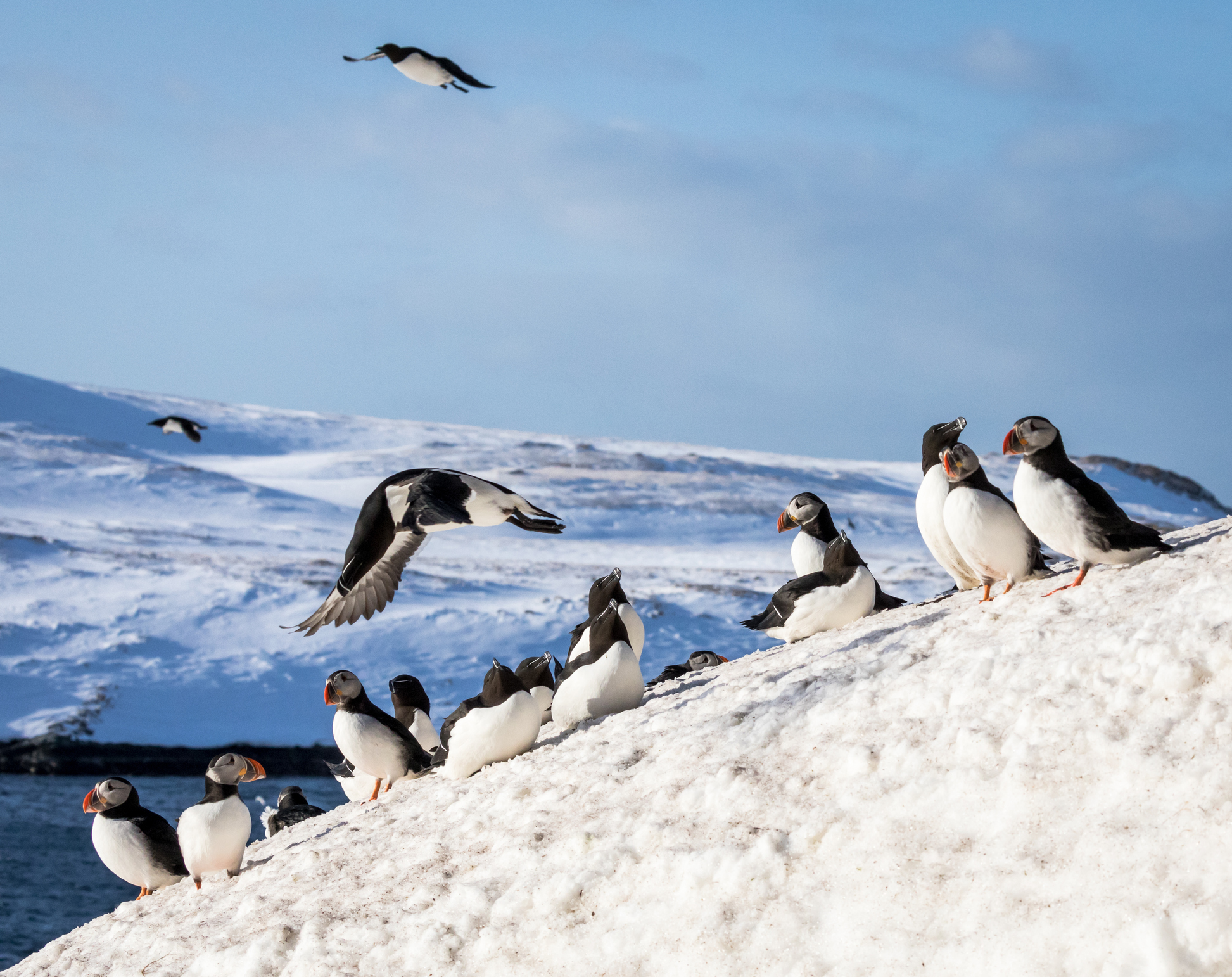Fuglesafari til Hornøya i Øst-Finnmark