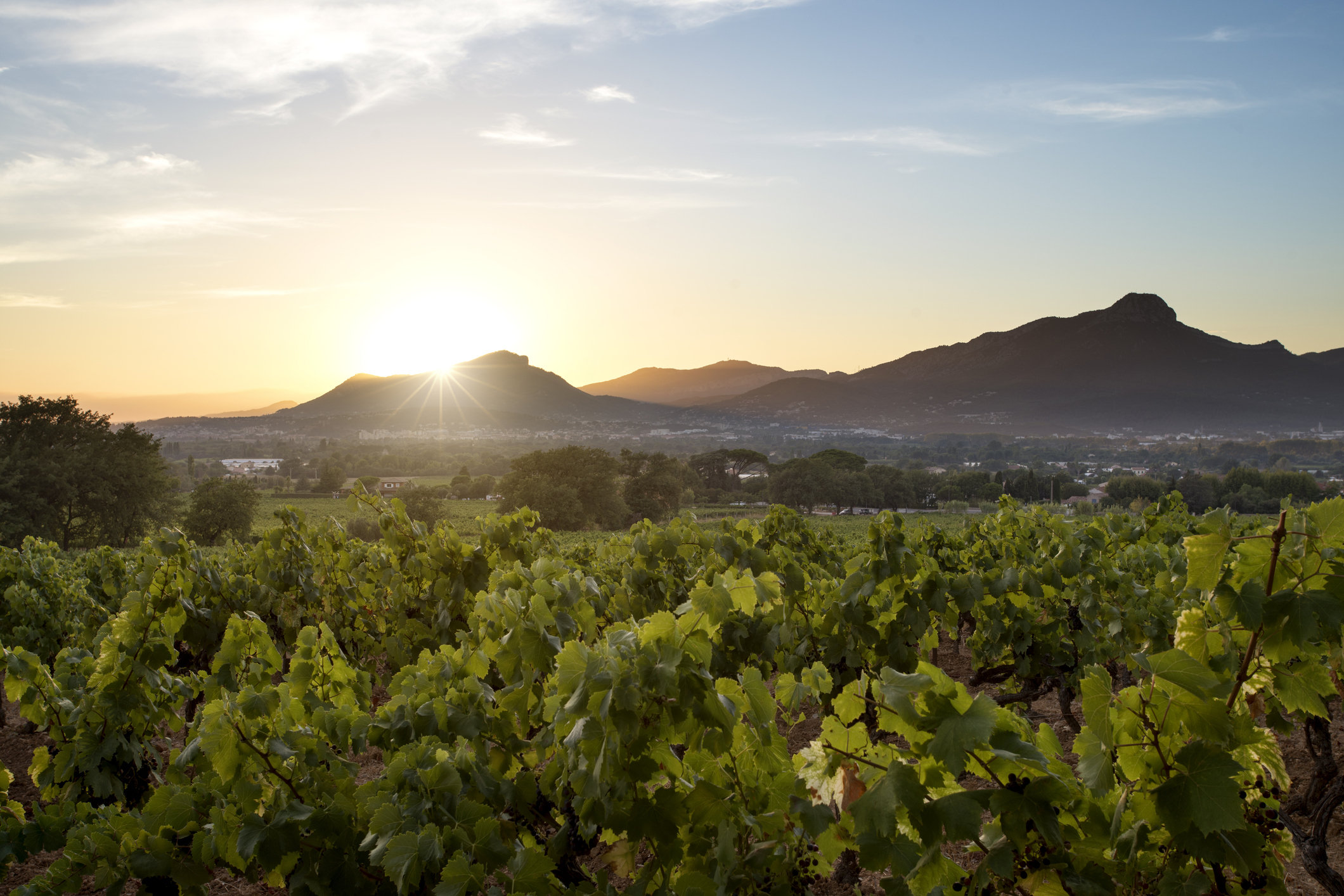 Franske riviera vinranker Provence