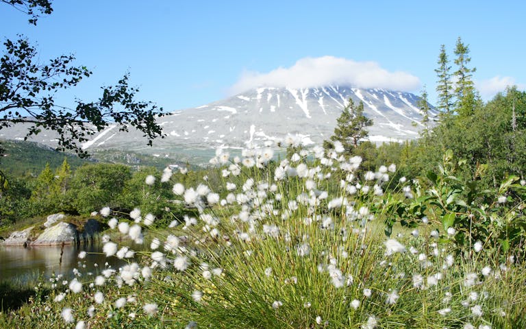Gaustatoppen i sommerdrakt, Telemark -
Foto: Getty Images