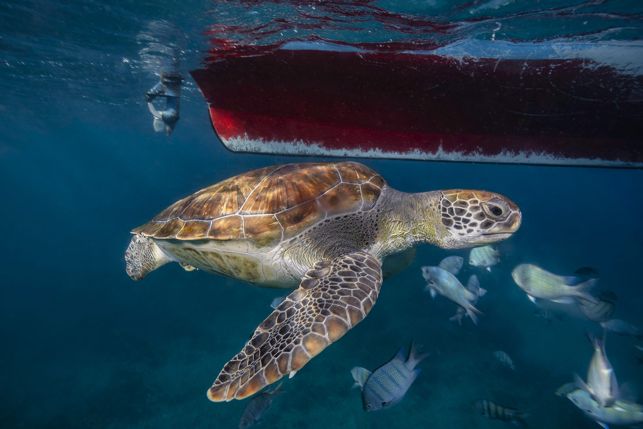 Skilpadde under overflaten på Kapp Verde