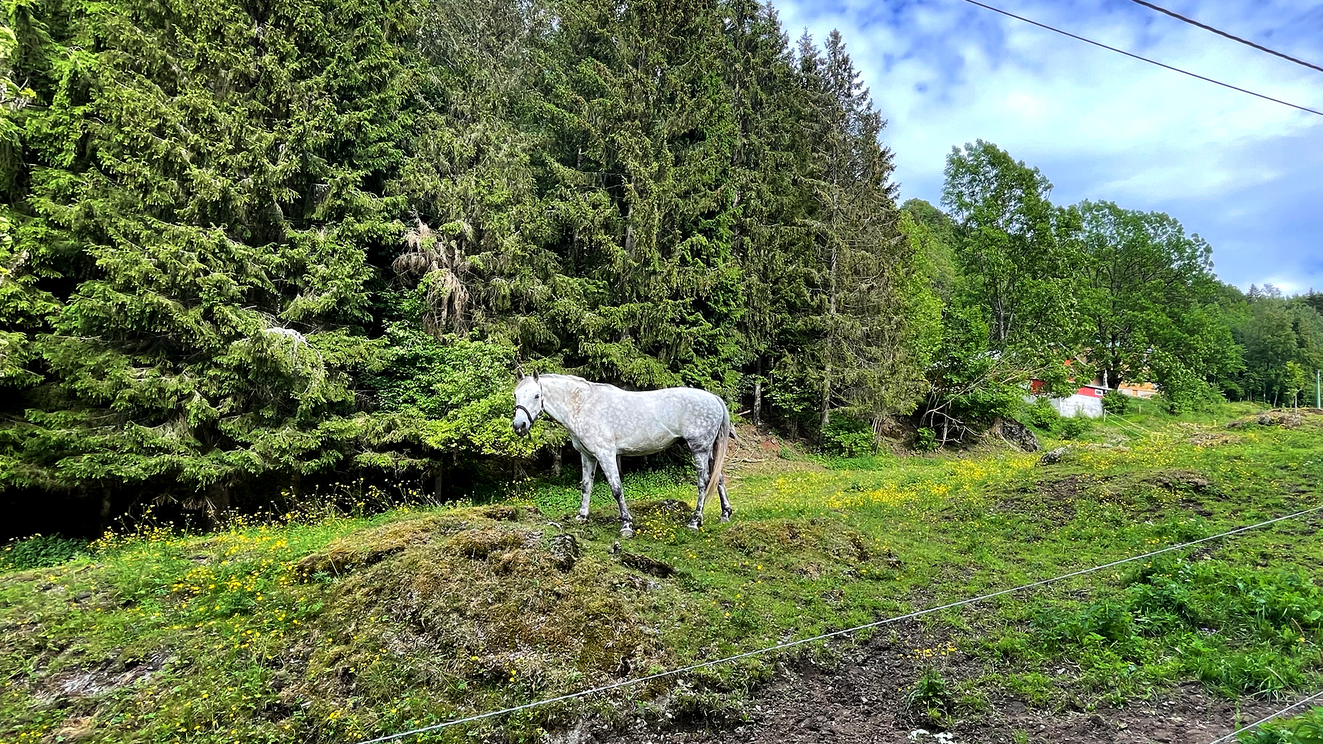 PLASS: Både mennesker og dyr koser seg på flotte eiendommen. Her er det god boltreplass for alle og enhver.