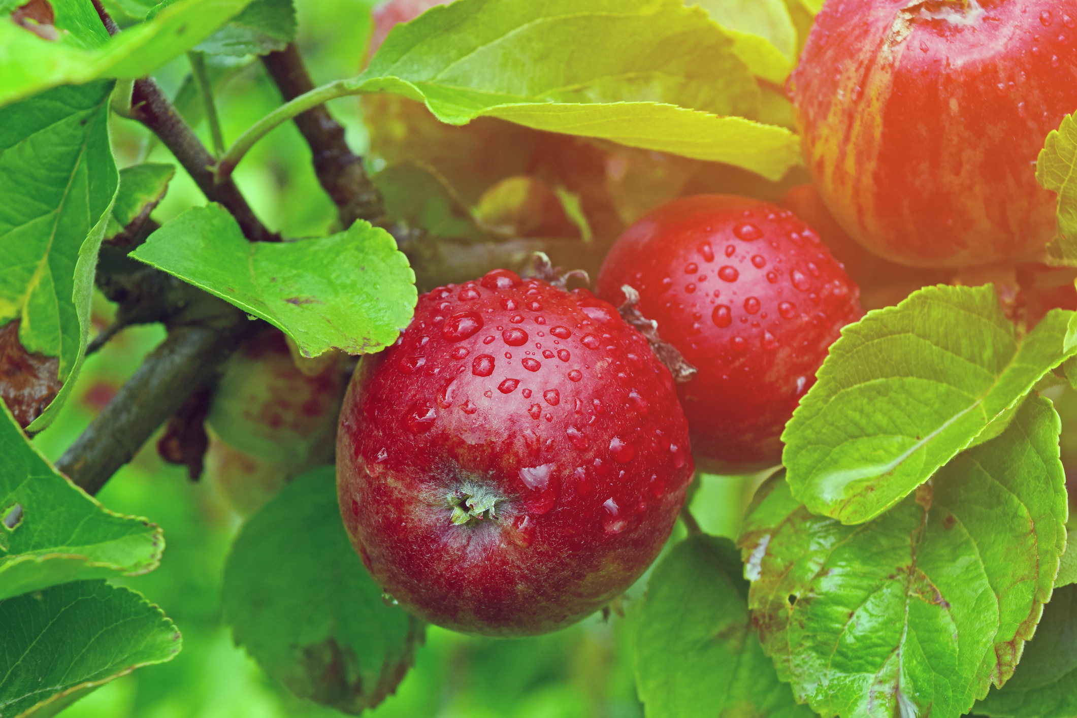 Ingenting smaker som epler fra Hardanger - Foto: Getty Images