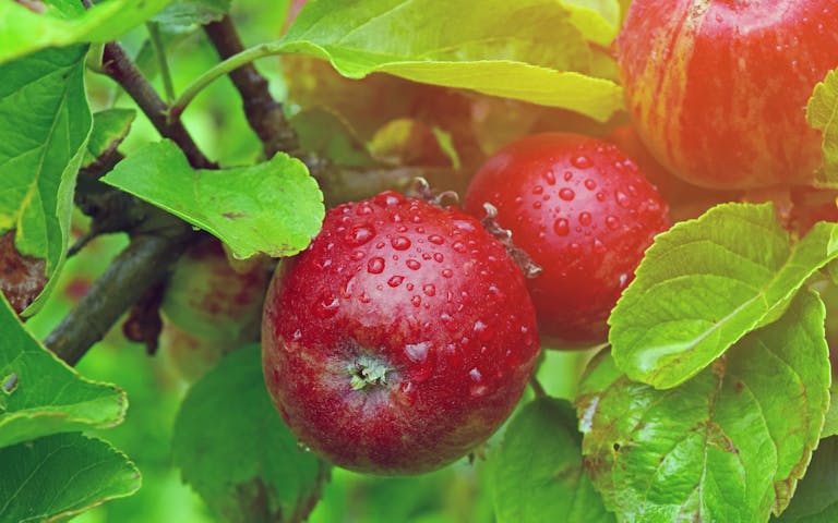 Ingenting smaker som epler fra Hardanger - Foto: Getty Images