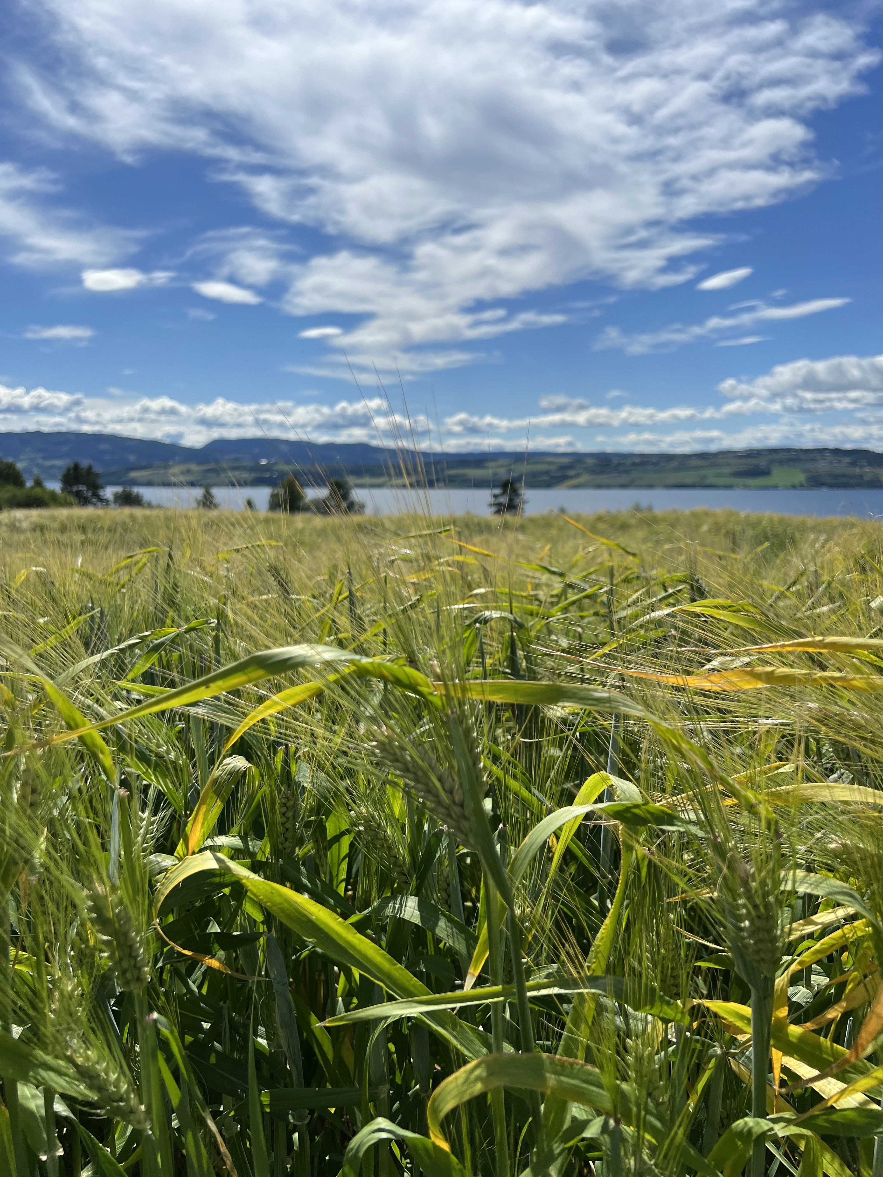 Jobbe og bo i Hedmark - Innlandet fylke