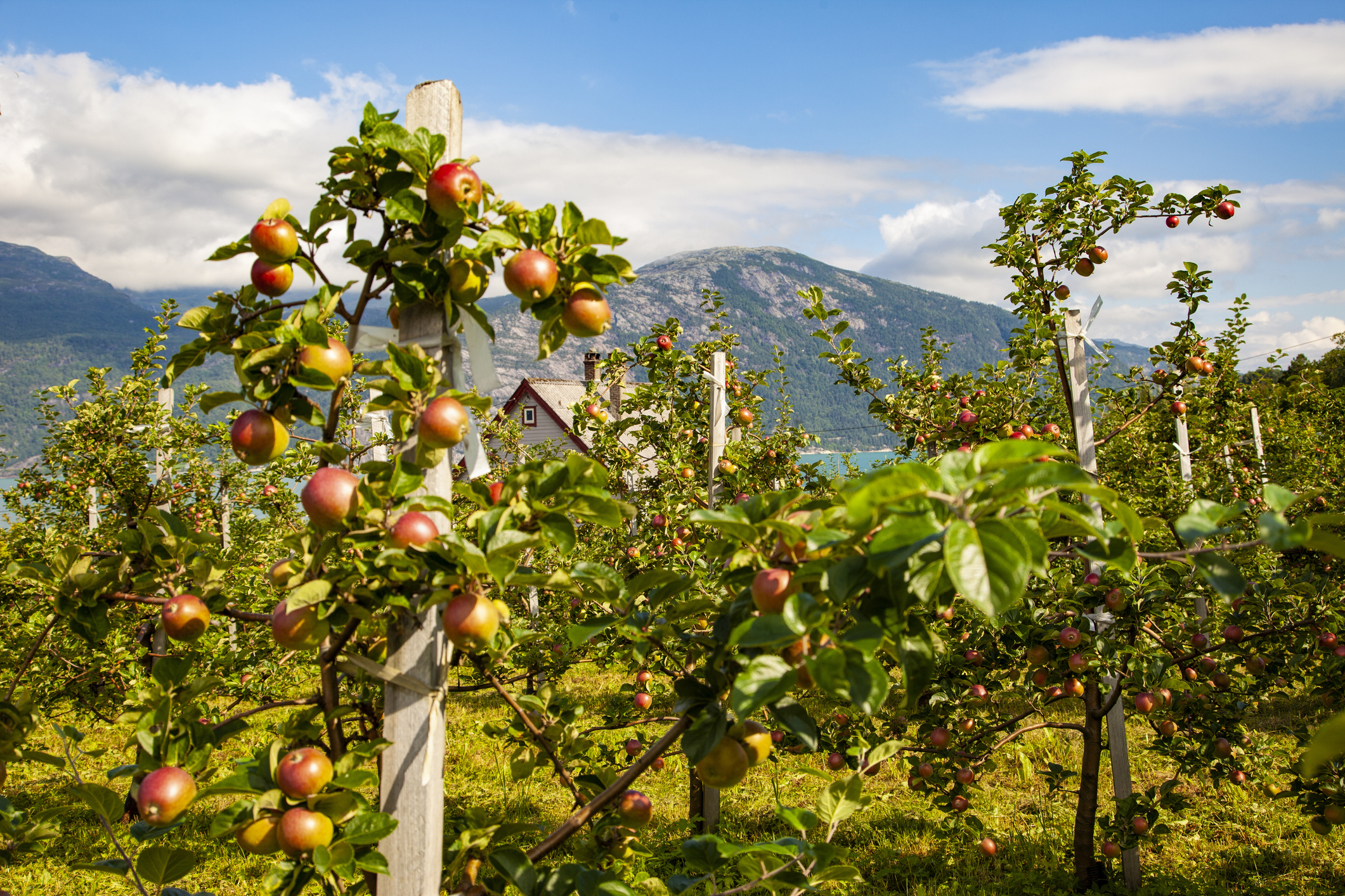 Fruktdyrking er hovednæringen i Hardanger - Foto: Getty Images