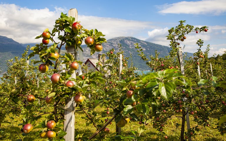 Fruktdyrking er hovednæringen i Hardanger - Foto: Getty Images