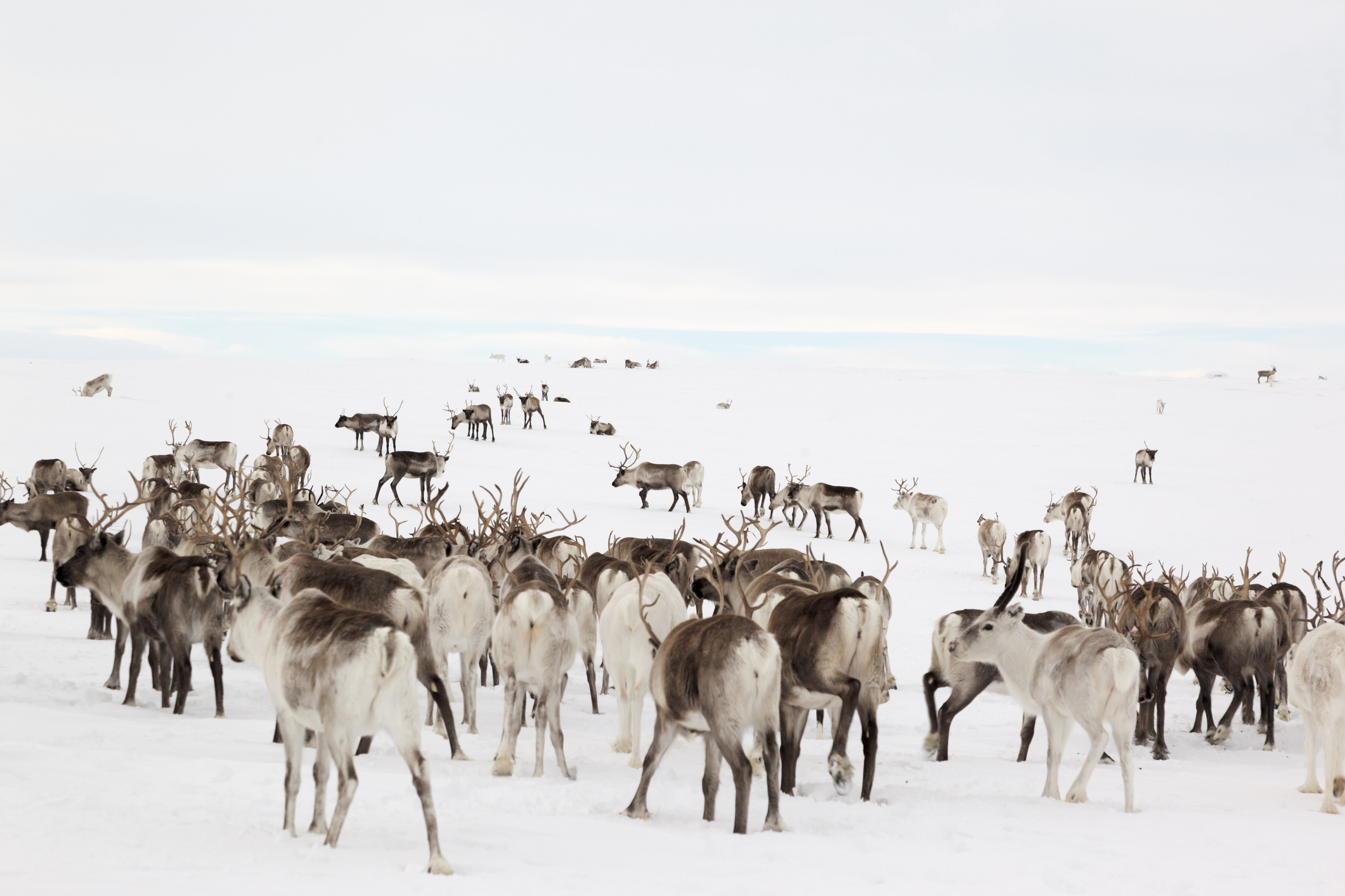 Opplev nordlys og samisk kultur i Karasjok