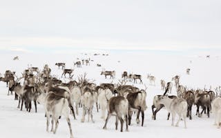 Opplev nordlys og samisk kultur i Karasjok