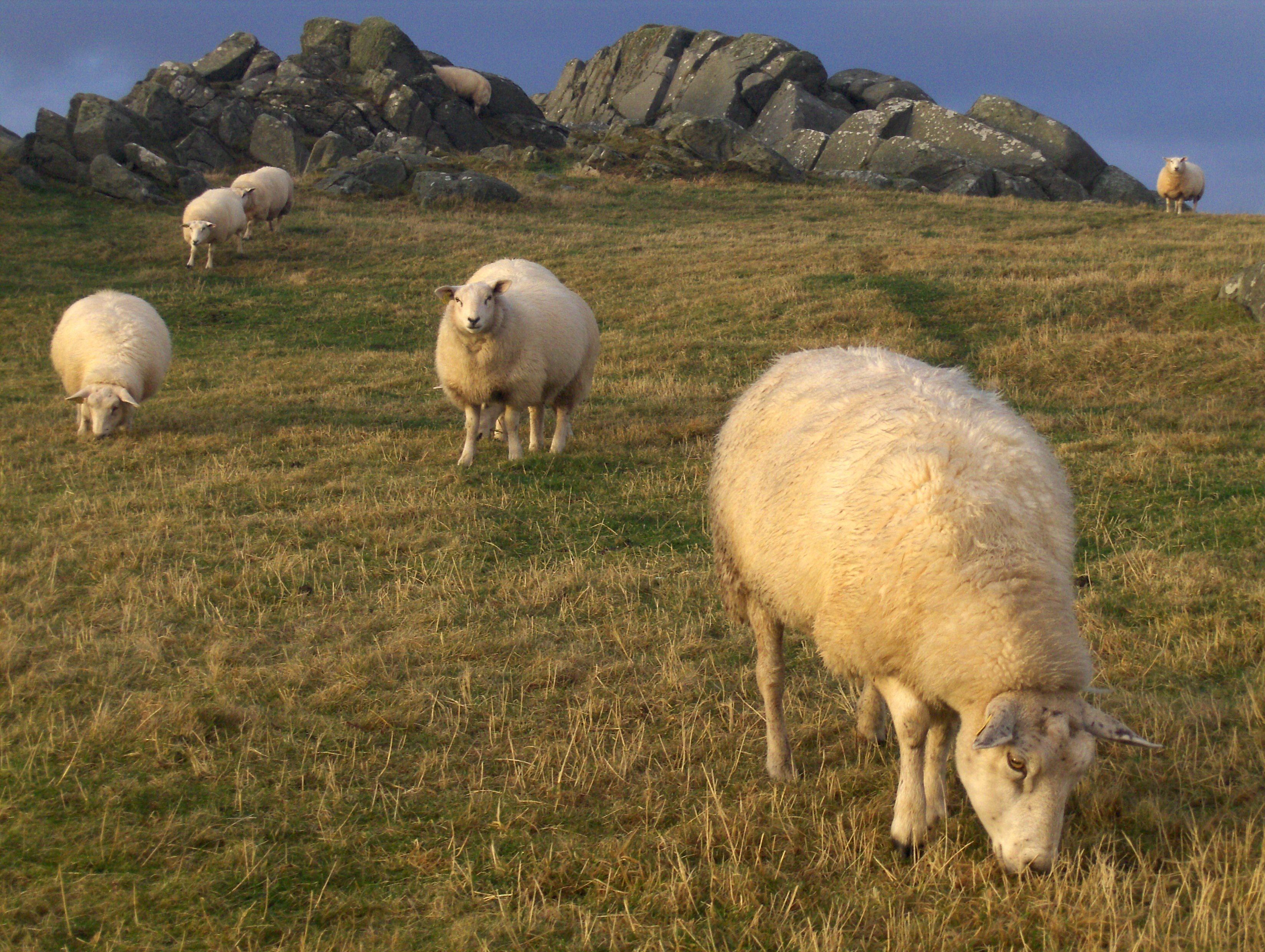 Beitende sauer på Karmøy i Rogaland