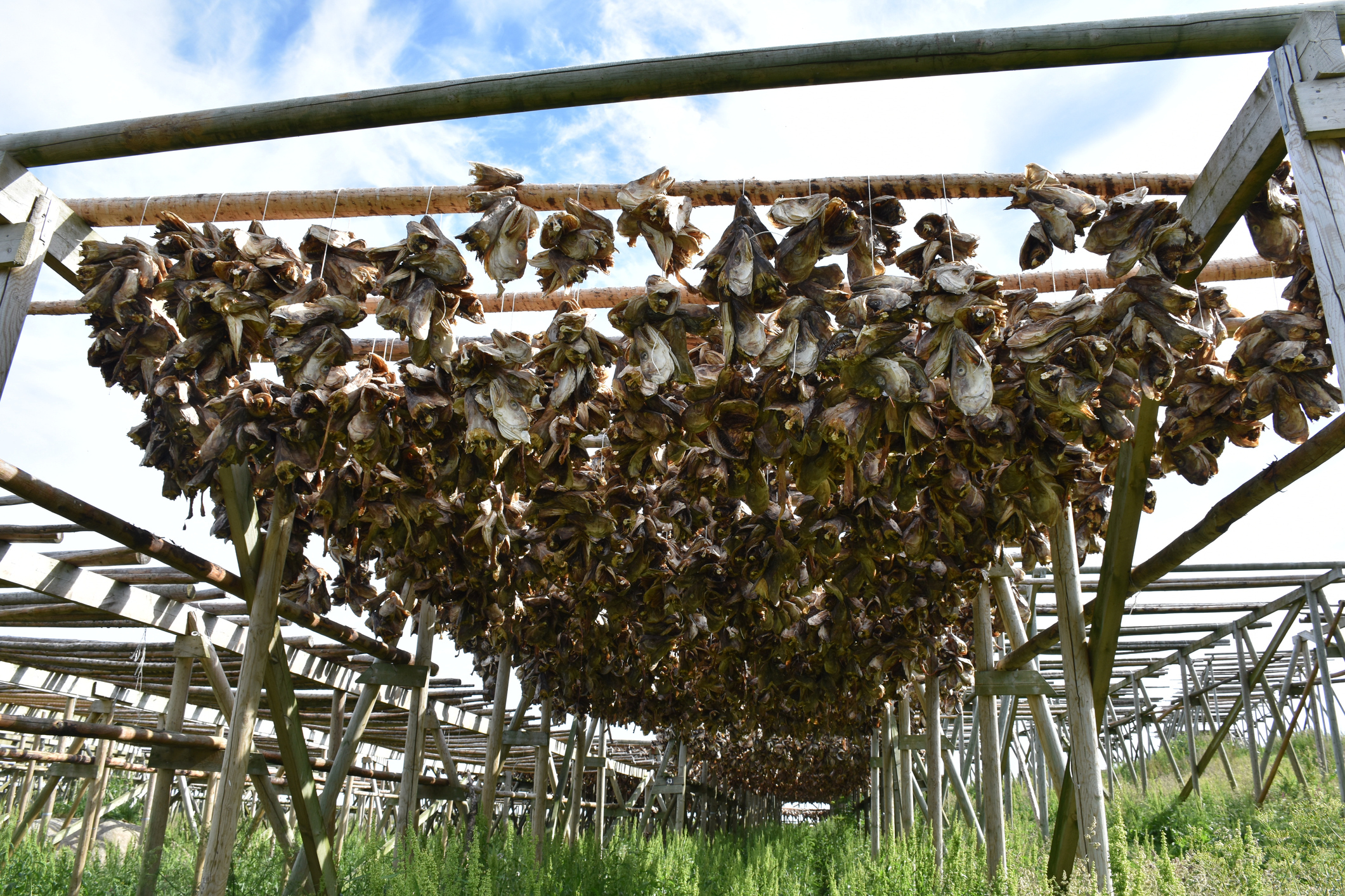 Jobbe og bo i Lofoten - Nordland fylke