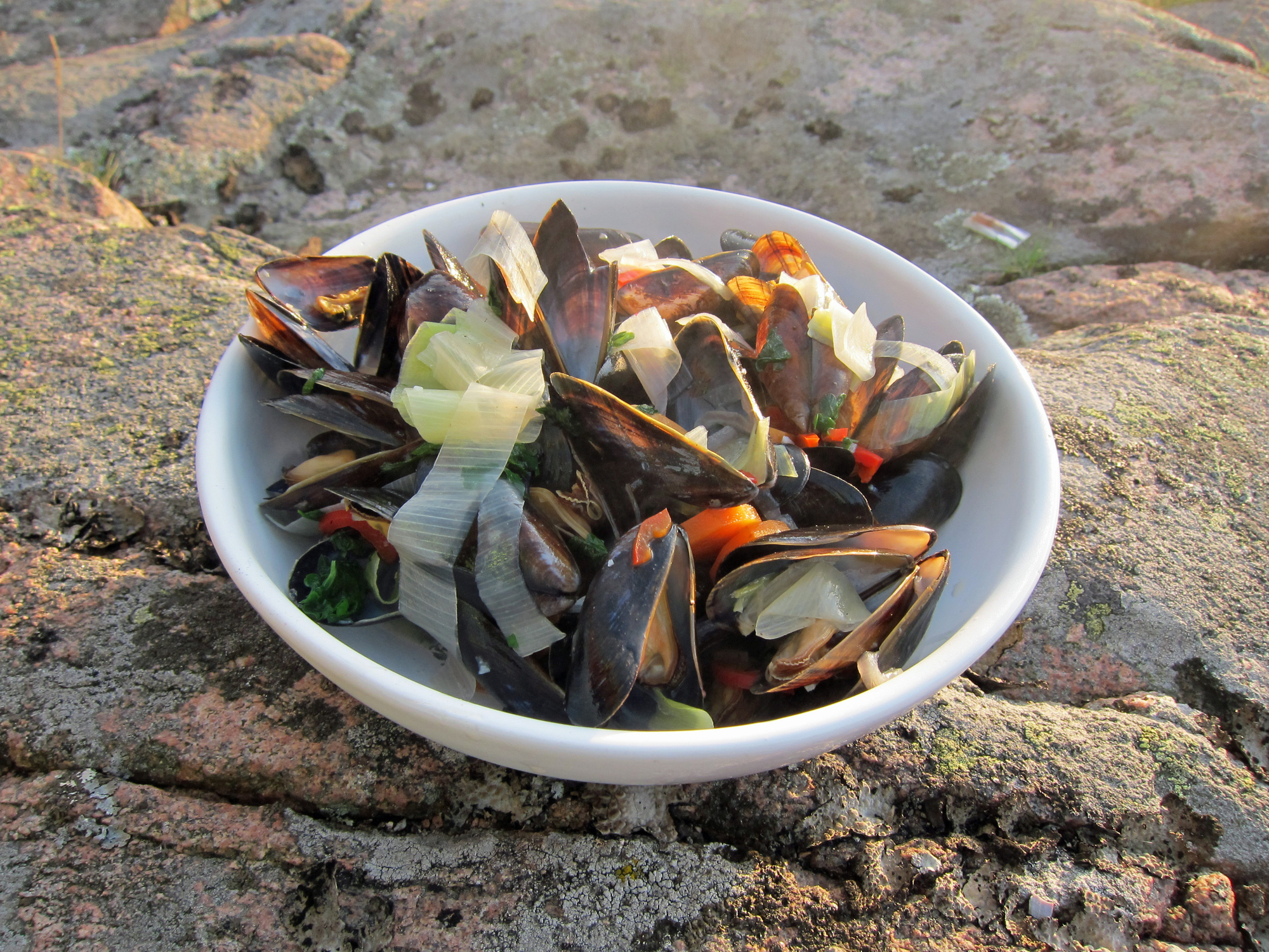 Blåskjell på varme svaberg i Lysekil