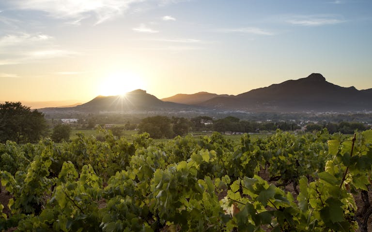 Vinranker i Provence på Den Franske riviera