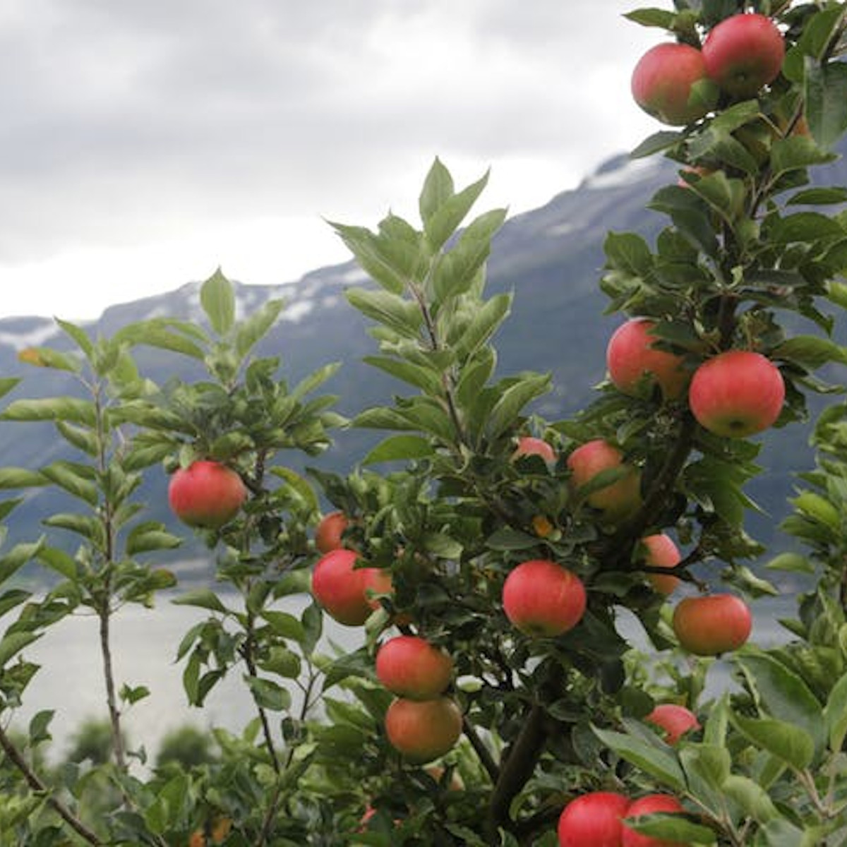 Epler fra Lofthus i Hardanger