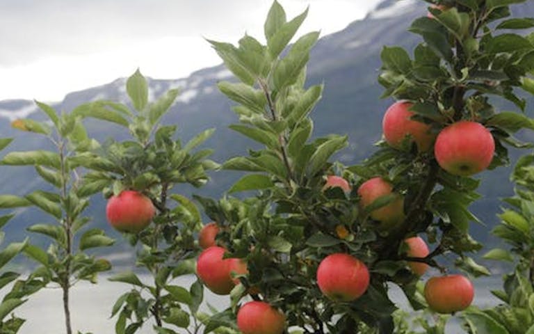 Epler fra Lofthus i Hardanger