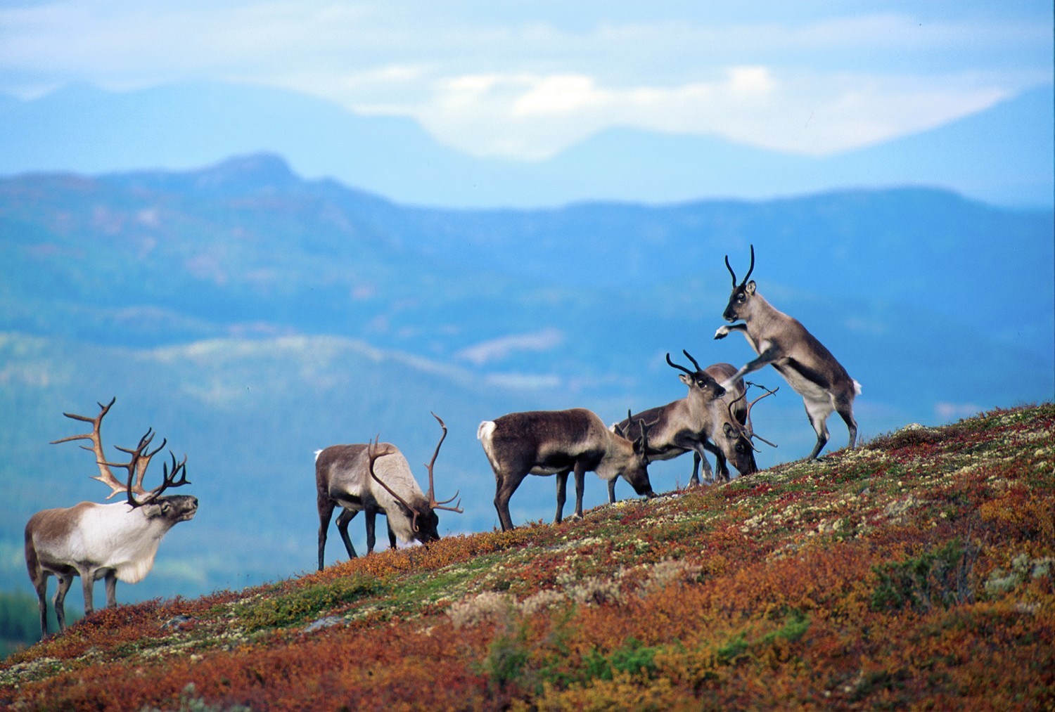 Reinsdyr på Norefjell - 
Foto: Asgeir Helgestad/Artic Light AS/visitnorway.com