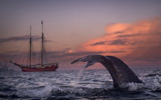 Skjervøy i Troms - hvalsafari og nordlys