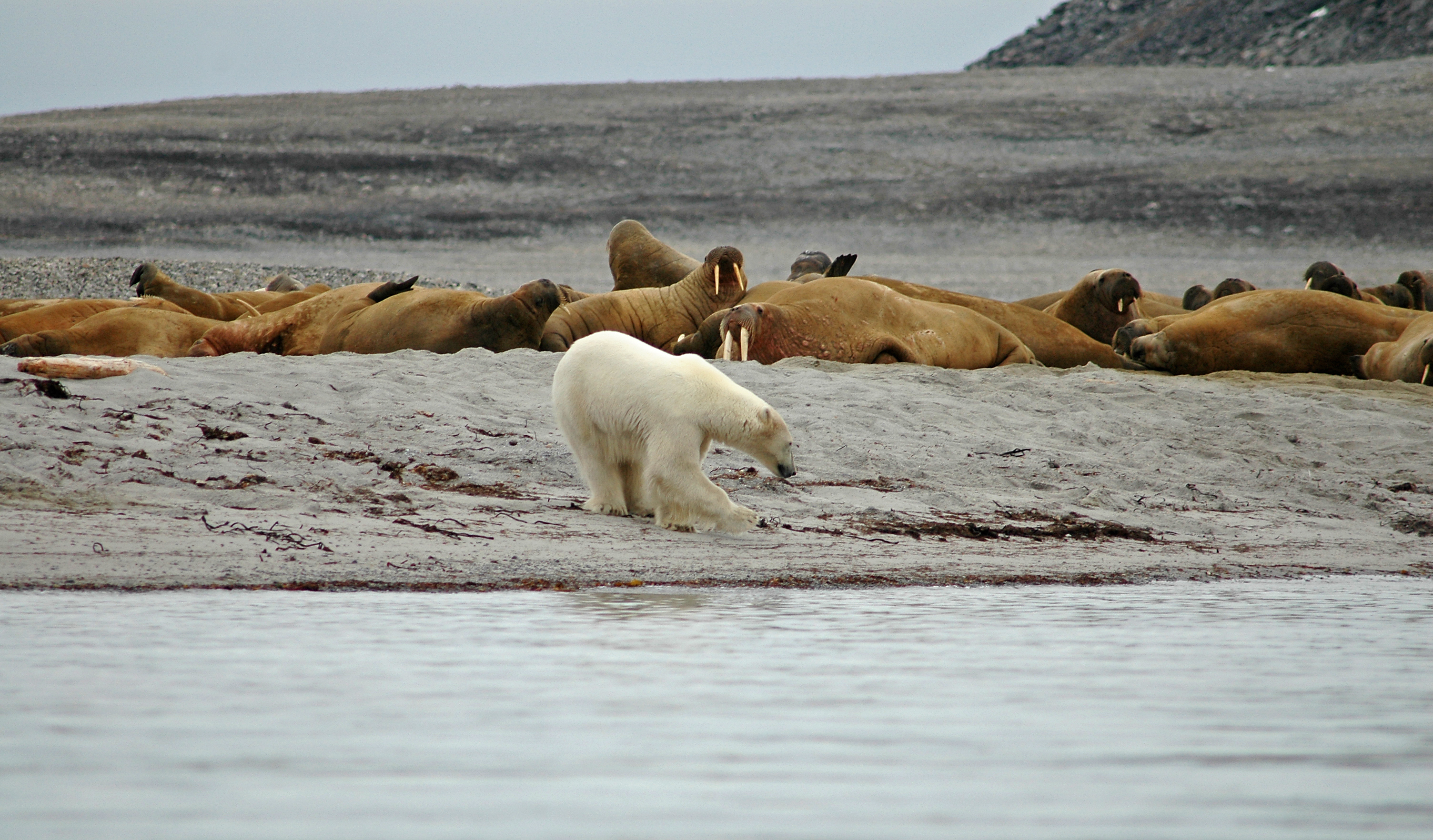 Både hvalross og isbjørn kan oppleves på Svalbard - Foto: Getty Images