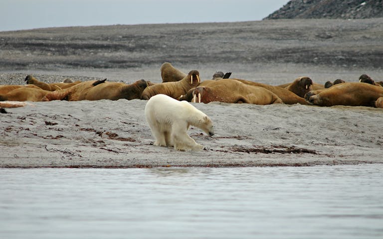 Både hvalross og isbjørn kan oppleves på Svalbard - Foto: Getty Images