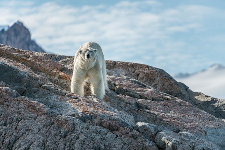 Isbjørn kan sees både sommer og vinter på Svalbard - Foto: Getty Images
