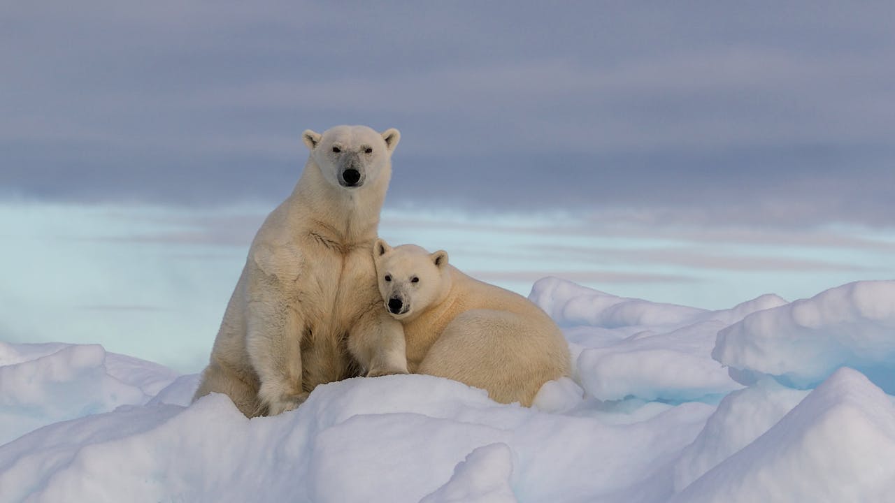 Svalbard - isbjørnens rike
