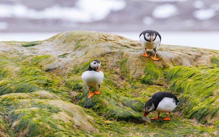 Rikt fugleliv på Svalbard, her er lundefuglen - Foto: Getty Images