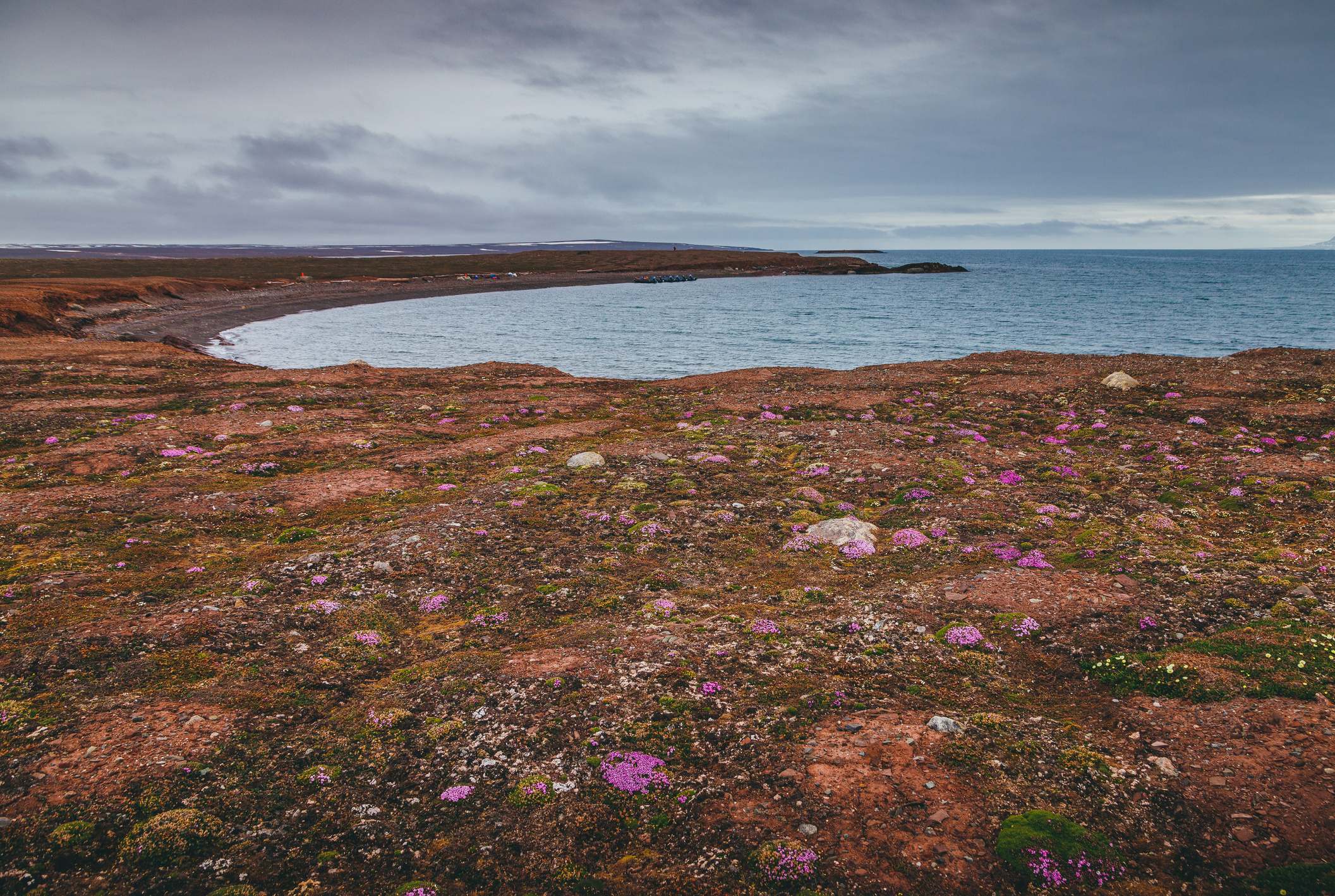Tundraen på Svalbard -
Foto: Getty Images