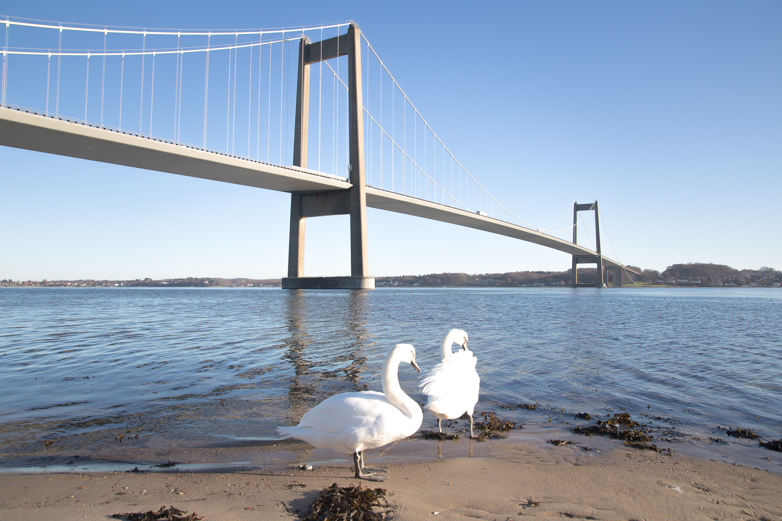 Lillebelt broen mellom Jylland og Fyn -
Foto: Getty Images