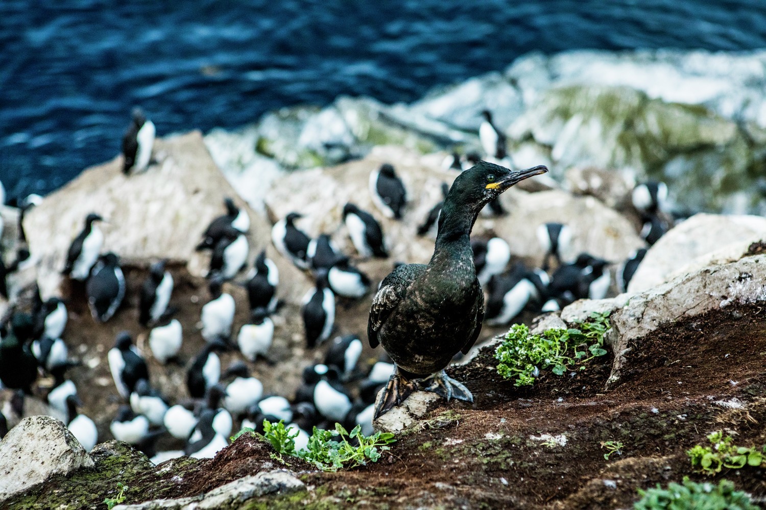 Toppskarv blant det rike fuglelivet på Hornøya i Finnmark - Foto: Christian Roth Christensen / Visitnorway.com