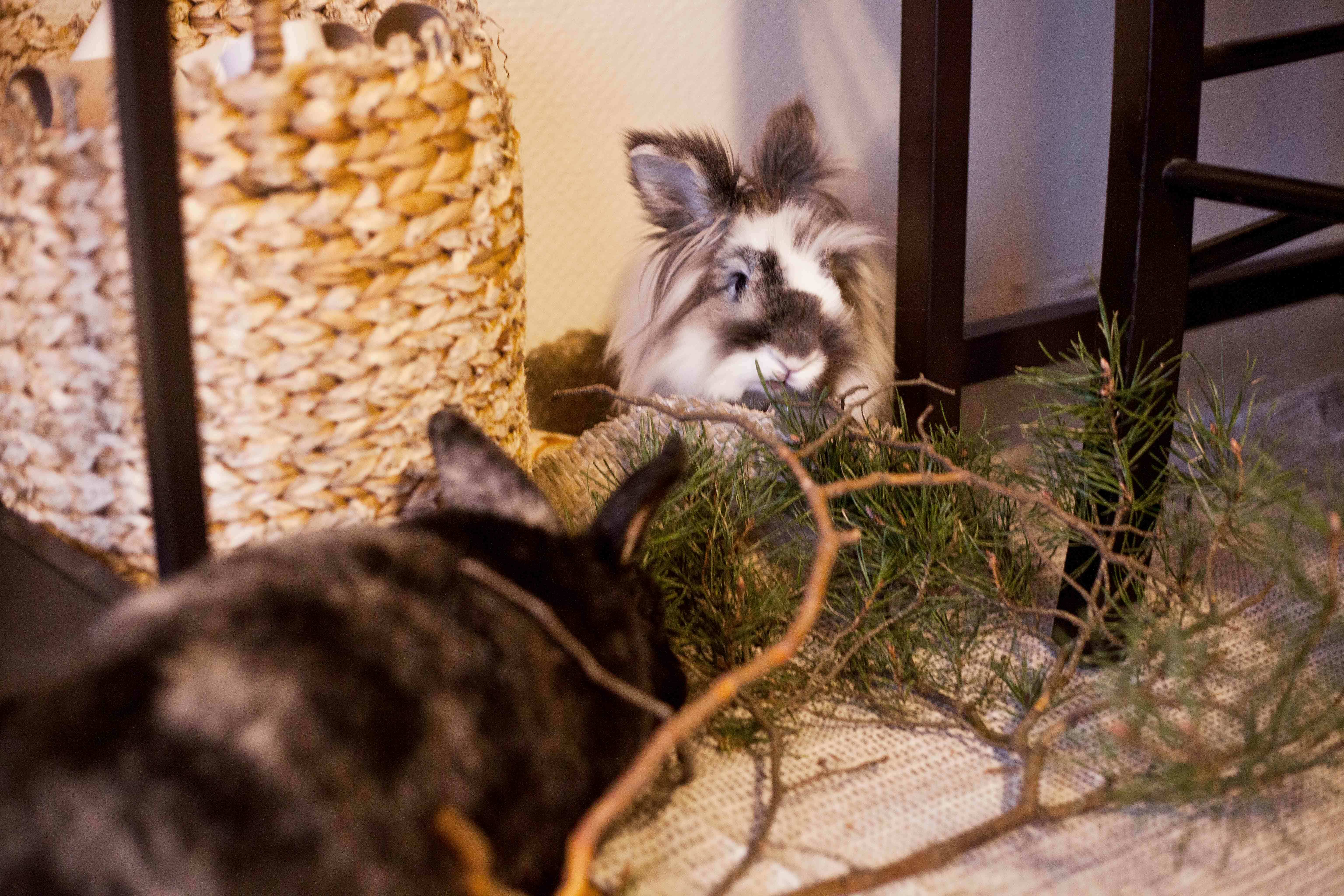 Franz og Mille er ikke spesielt opptatt av om årets julegaver er brukte eller nye.