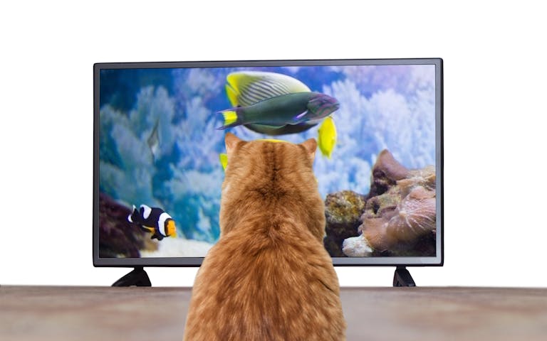 Katt foran TV