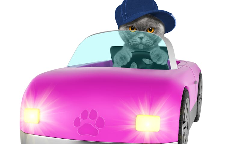 Katt i bil
