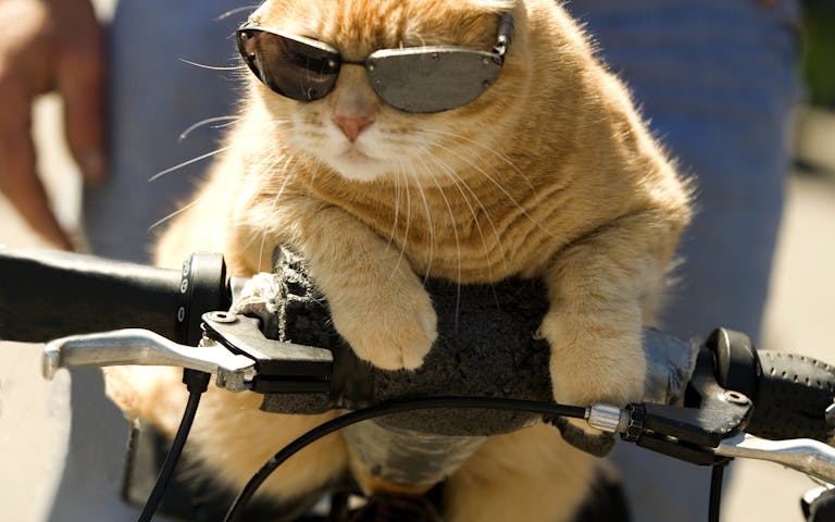 Katt på sykkel