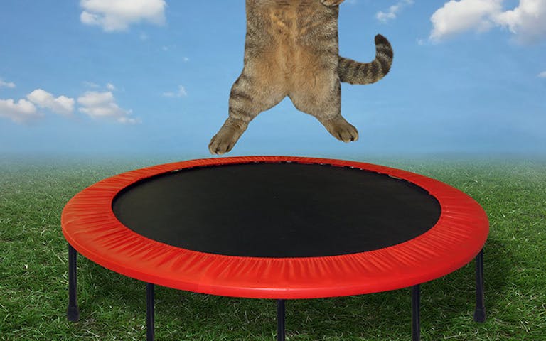 Katt på trampoline2