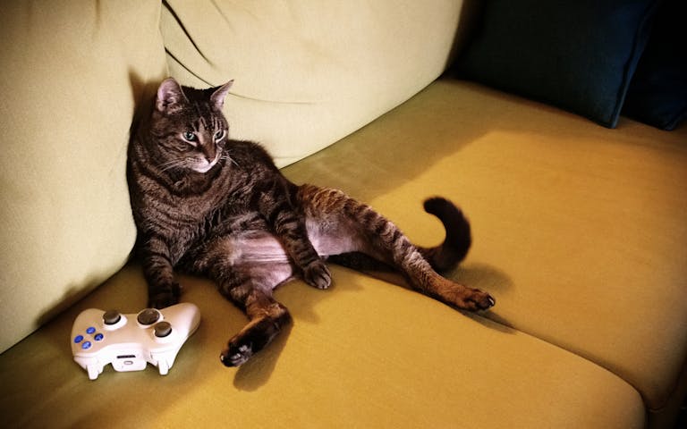 Katt som gamer