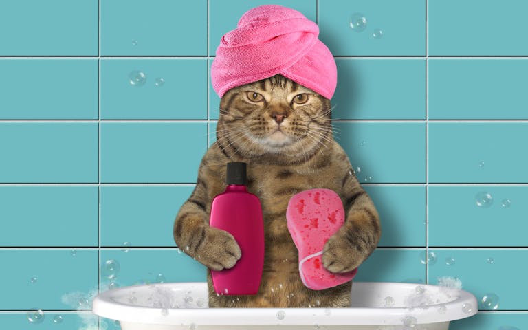 Katt som vasker seg